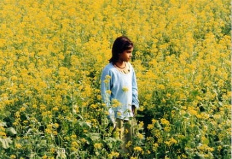 Girl in the Mustard fields