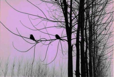 Birds in Poplars