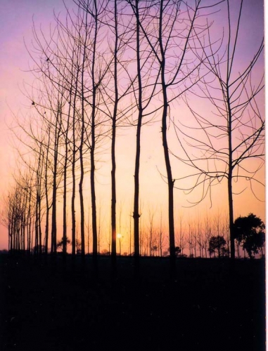 Sunset in te Poplars- Aligarh