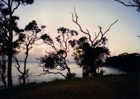  Javer's bay- bushes on the beach, Australia-
