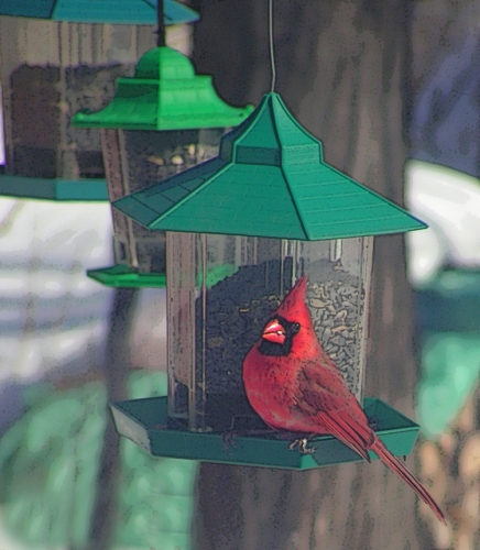 Carvin the Cardinal