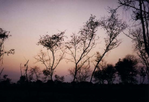 Dusk in the Bushes