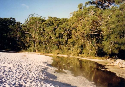 Green patch- Murrey Beach, South Coast, Australia 