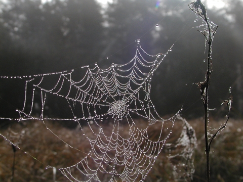 spider web