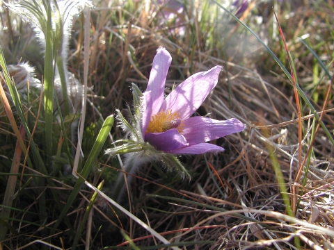 Pulsatilla