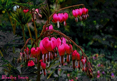 Bleeding Hearts