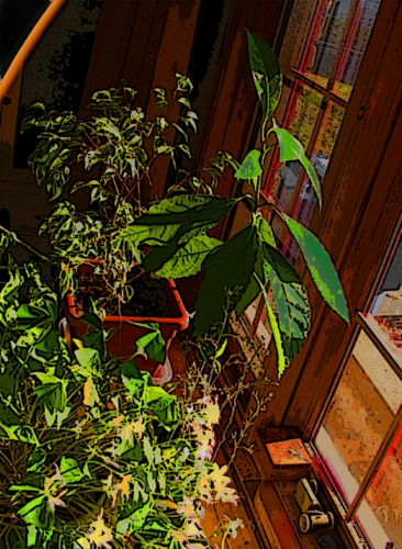 Window Plants