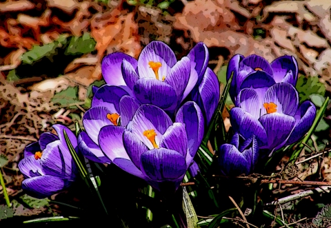 2011 Crocuses!