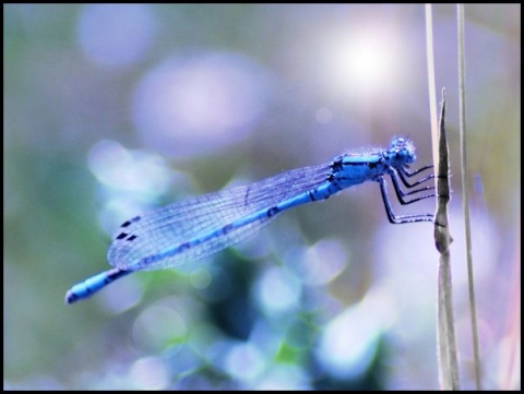 Blue damselfly.