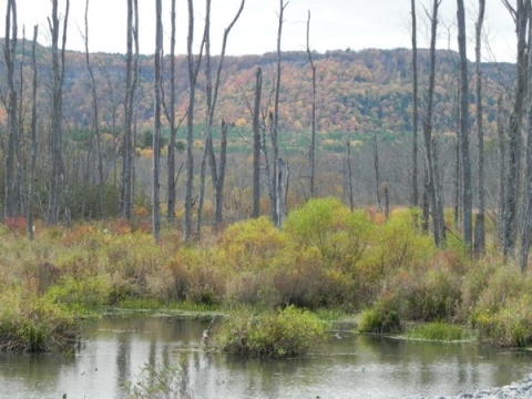 Marsh and Escarpment