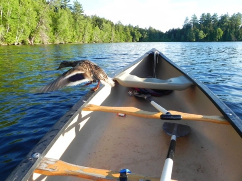 Hitchhiker, Raquette Lake