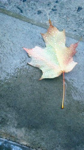 Leaf