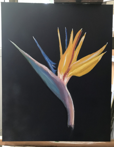 Bird Of Paradise