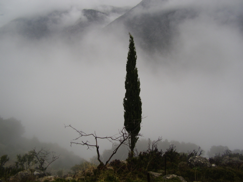 CYPRESS VALLEY MIST