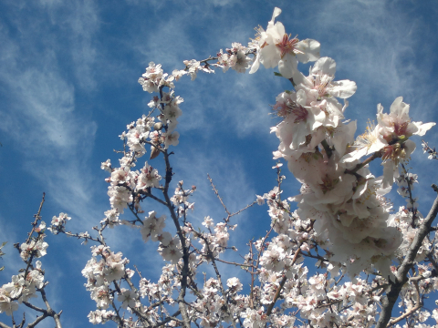 ALMOND FLOWERS