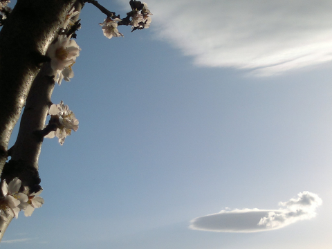 MORE ALMOND FLOWERS