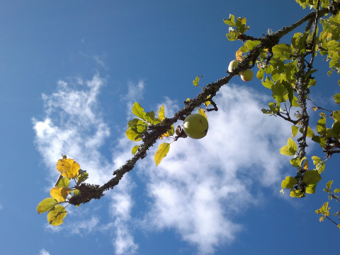 APPLE BRANCH