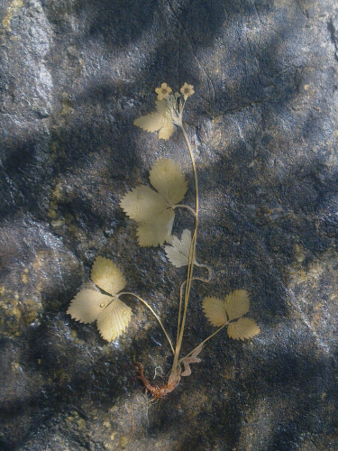 DRIED AND WILD STRAWBERRIES