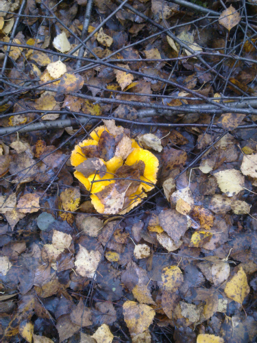 CHANTERELLE