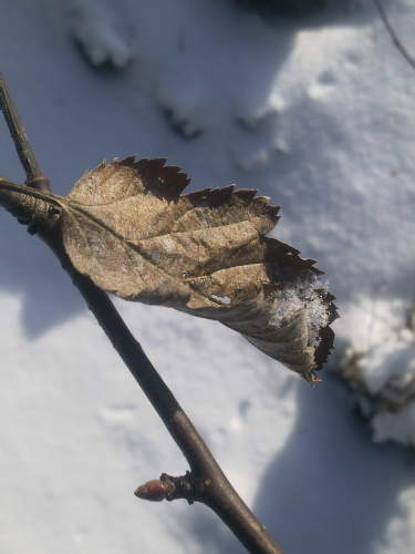 A DEAD LEAF