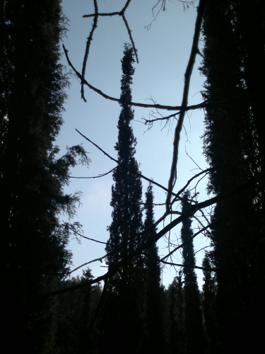 THROUGH CYPRESSES