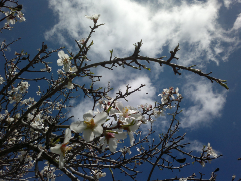 ALMOND TREE IN BLOOM