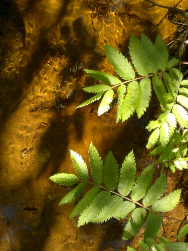 MOUNTAIN ASH OVER WATER