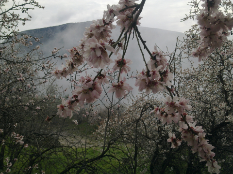 ALMOND TREES