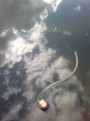 REFLECTION OF DEATH AND SUCH