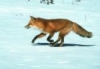 Cuddly Fox